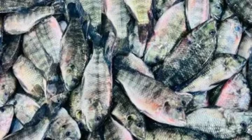 تغيرات جديدة في أسعار الأسماك بكفر الشيخ الأحد 22 مارس 2026